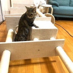 マンチカン、パッチドタビー