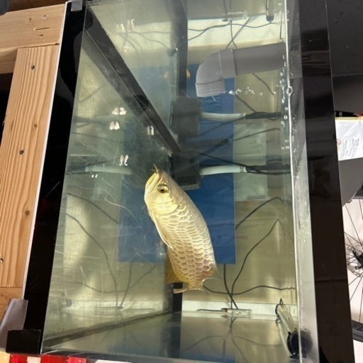1200アクリル水槽