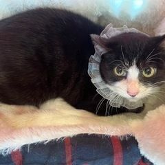 ちょっとドジな★ポン君