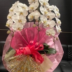 🌸豪華胡蝶蘭🌸