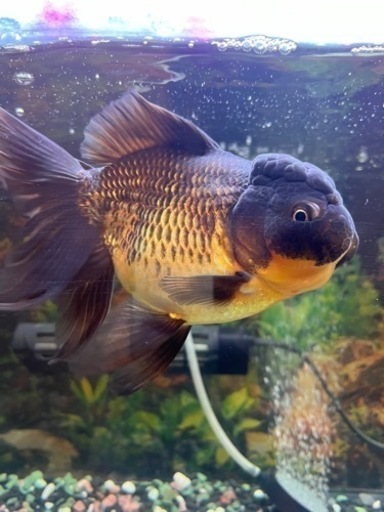 金魚　オランダ　ブラックドラゴン