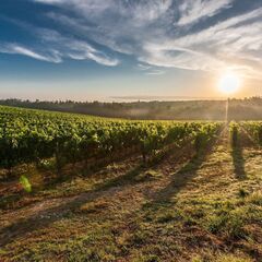 【業務拡大】★お野菜の定期ルート配送★ "宅配に疲れた方へ"   の画像