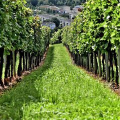 【業務拡大】★お野菜の定期ルート配送★ "宅配に疲れた方へ"   の画像