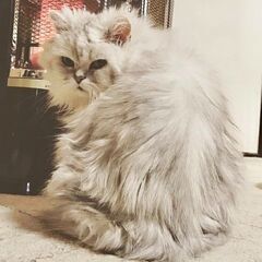 【3月オンラインヨガ】チャリティー🐾猫のようにしなやかに動く背中美人ヨガ - ワークショップ