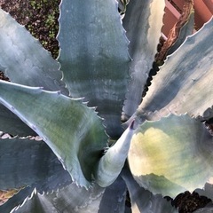 アガベ アメリカーナ 大株 ドライガーデン ロックガーデン 植物
