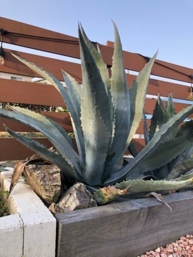 アガベ　アメリカーナ　大株　ドライガーデン　ロックガーデン　植物