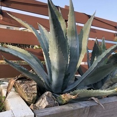 アガベ アメリカーナ大株大型 4 アガベ アメリカーナ 大株