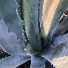 アガベ アメリカーナ 大株 ドライガーデン ロックガーデン 植物