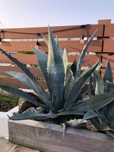 アガベ　アメリカーナ　大株　ドライガーデン　ロックガーデン　植物