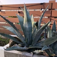 アガベ アメリカーナ 大株 ドライガーデン ロックガーデン 植物