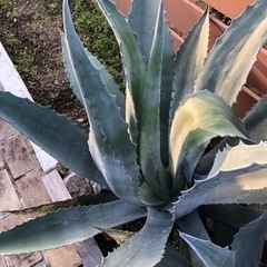 アガベ アメリカーナ 大株 ドライガーデン ロックガーデン 植物
