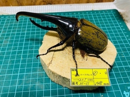 ⑦ヘラクレス　オス単品