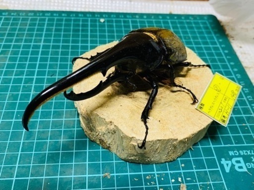 ⑦ヘラクレス　オス単品