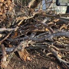 梨の木の画像