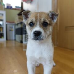 1月20日頃生まれの男の子　きりまる