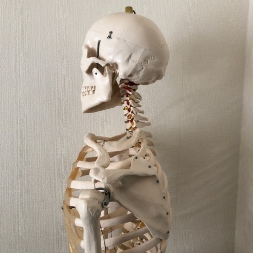 人体骨格模型166cm