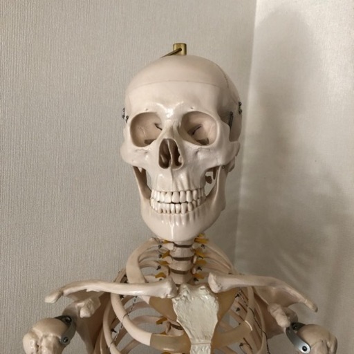 人体骨格模型166cm