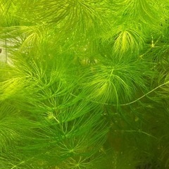 マツモ 水草 無農薬