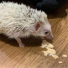 (決まりました)可愛がってくれる方