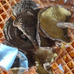 原木 乾燥しいたけ【決まりました】の画像