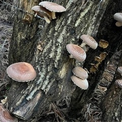 原木 乾燥しいたけ【決まりました】の画像