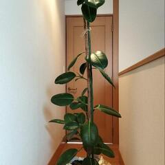 観葉植物(ゴムの木？)差し上げます