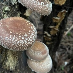 原木 乾燥しいたけ【決まりました】の画像