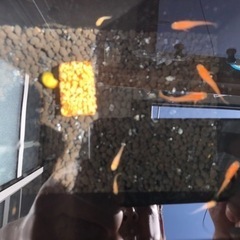 メダカ 楊貴妃 (成魚は紅強目) 10匹 ヨウキヒの画像