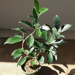 ガジュマル挿し木2年目 曲げ仕様