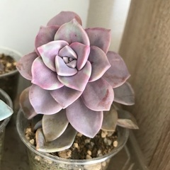 綺麗な植物