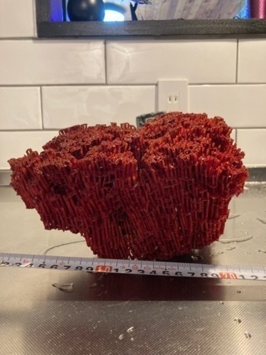 希少赤サンゴ（化石）