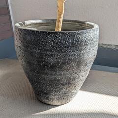 【あんしん決済】観葉植物 フランスゴム 中型の画像