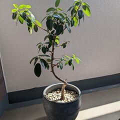 【あんしん決済】観葉植物 フランスゴム 中型