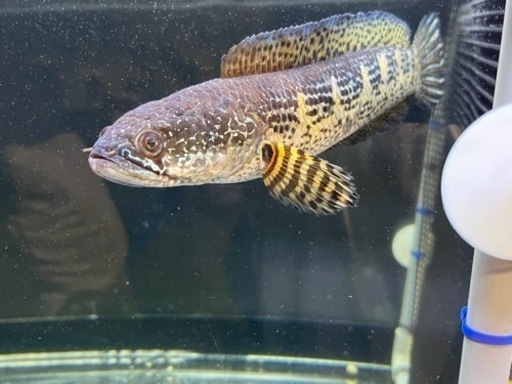 バイオレットスネークヘッド3