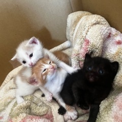 生後1か月の猫ちゃん達