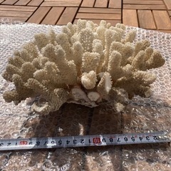 白珊瑚　化石珊瑚　ライブロックの画像