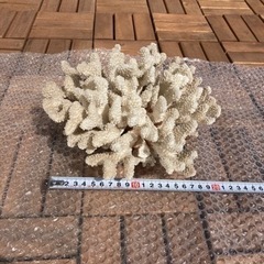 白珊瑚　化石珊瑚　ライブロックの画像