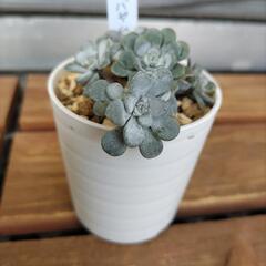【受け渡し決定】多肉植物  ミセバヤ白雪