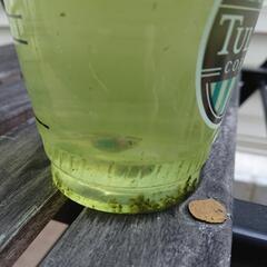 ラメメダカ1匹(店頭価格800円程度)