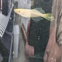 メダカのイエローテール2ペア出品します。
