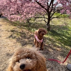 犬友になりませんかー？