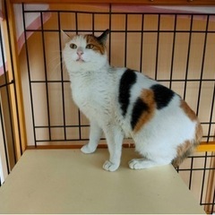 おしゃべり大好きな三毛猫ちゃん。交渉中です。