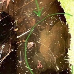 ヒキガエルと、その卵