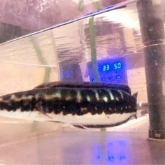 コバルトブルーレッドスネークヘッド約４０センチ