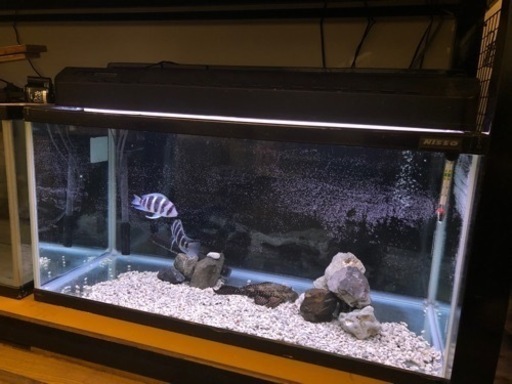 【お取引中】【即飼育可能】90cmガラス水槽セット