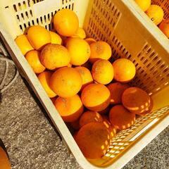 蒲刈産はっさく　八朔　無農薬　10キロ入り　数量限定　