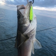 大阪での釣りを教えてください - メンバー募集