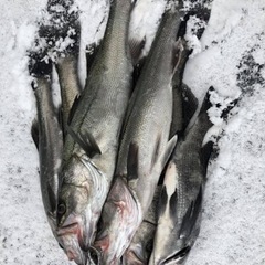 大阪での釣りを教えてください - 豊中市
