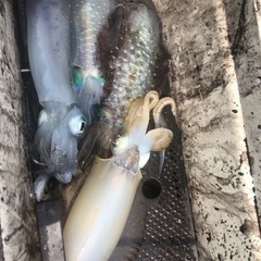 大阪での釣りを教えてください - その他