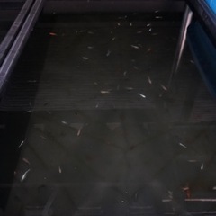 メダカmixの画像
